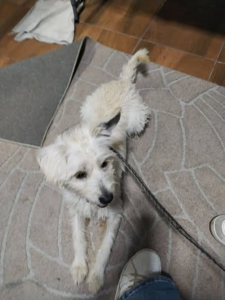 Foto del avistamiento de perro