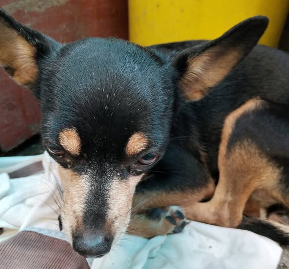 Foto del avistamiento de perro