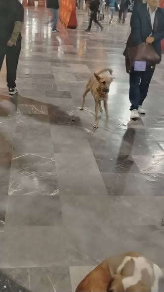 Foto del avistamiento de perro