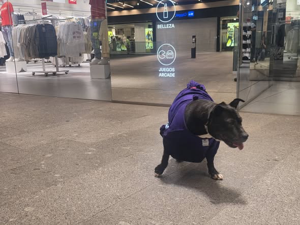 Foto del avistamiento de perro