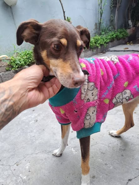 Foto del avistamiento de perro