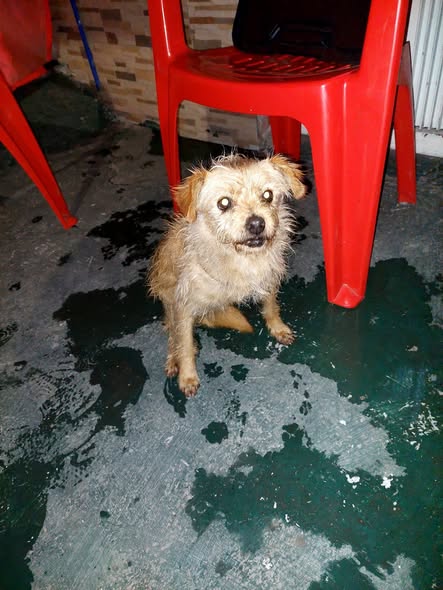 Foto del avistamiento de perro