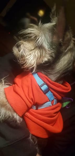 Dog sighting photo