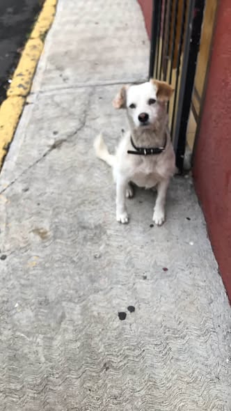 Dog sighting photo