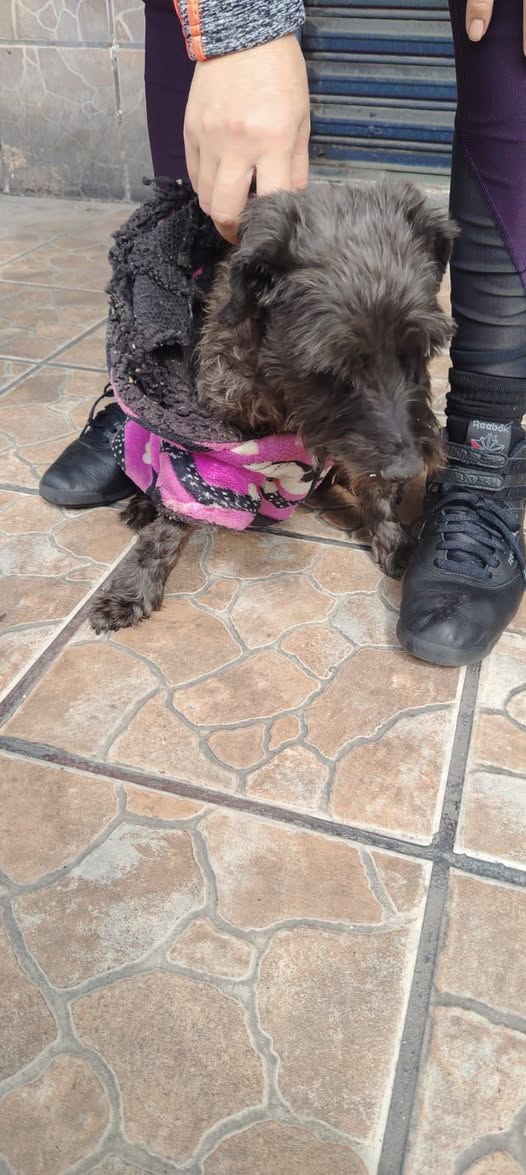 Foto del avistamiento de perro