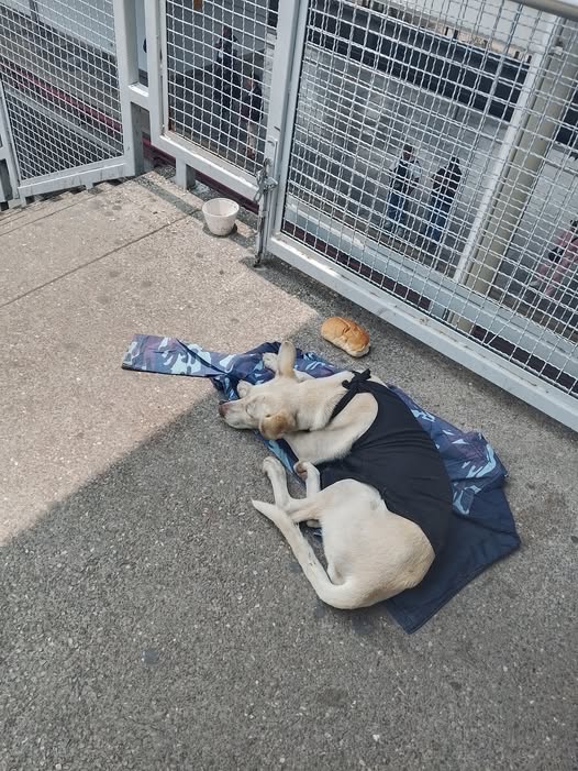 Dog sighting photo