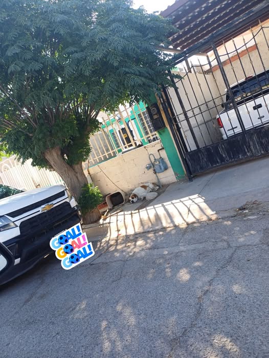 Foto del avistamiento de perro