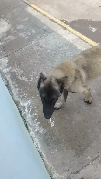 Foto del avistamiento de perro