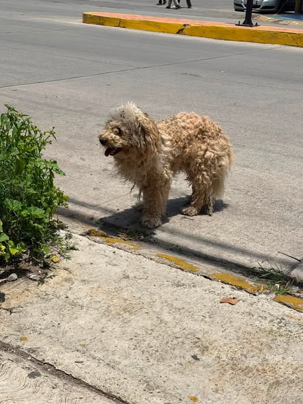 Foto del avistamiento de perro