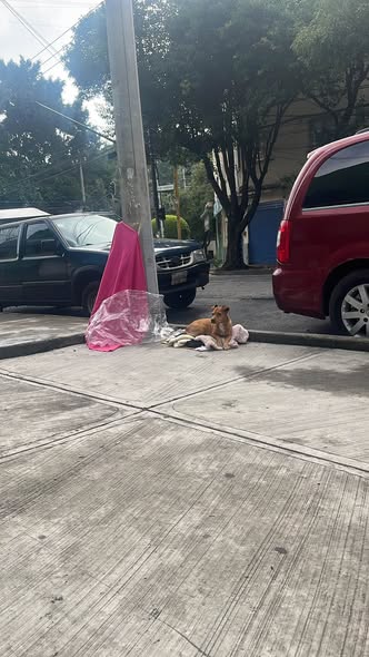 Foto del avistamiento de perro