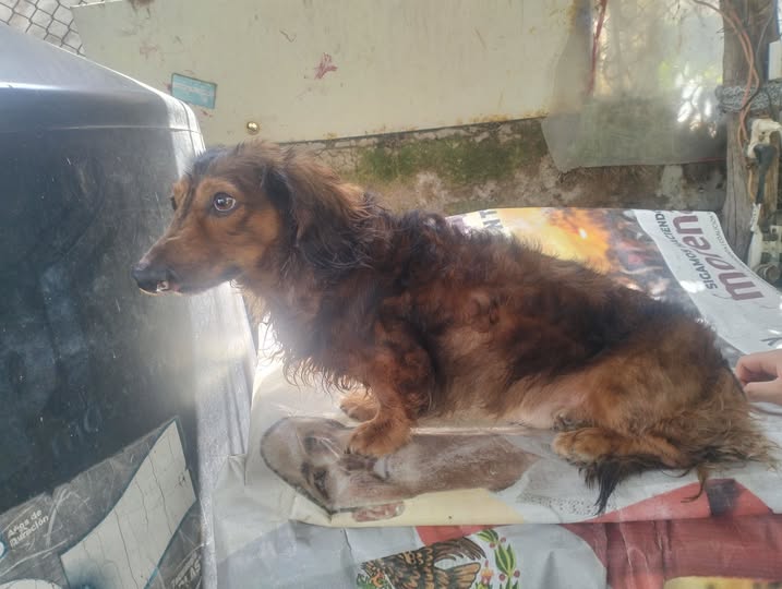 Foto del avistamiento de perro