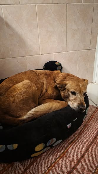 Foto del avistamiento de perro