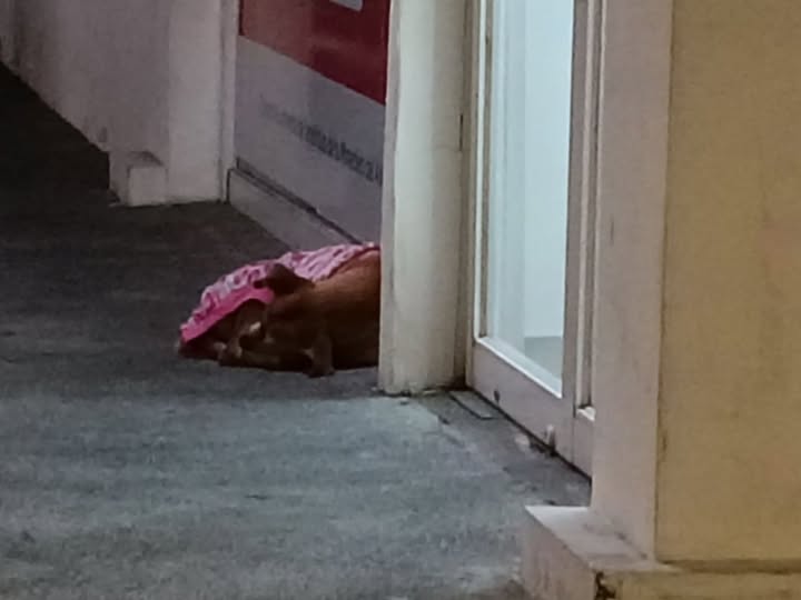 Dog sighting photo