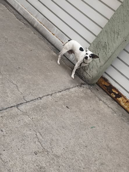 Foto del avistamiento de perro