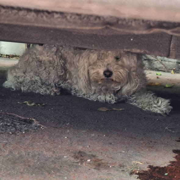 Dog sighting photo