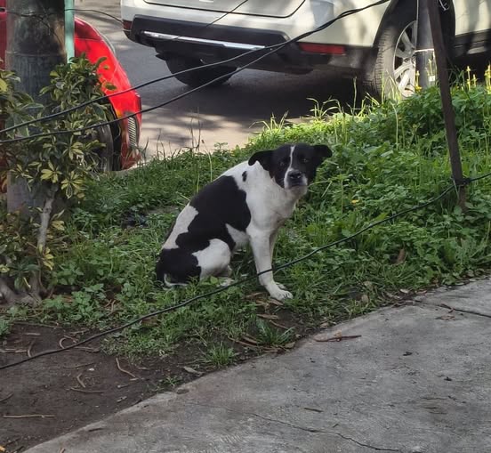 Dog sighting photo