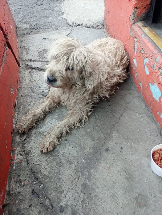Foto del avistamiento de perro