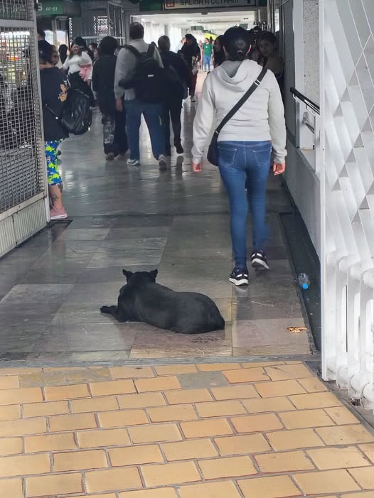 Dog sighting photo