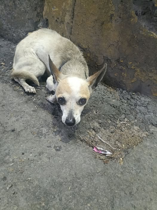 Foto del avistamiento de perro