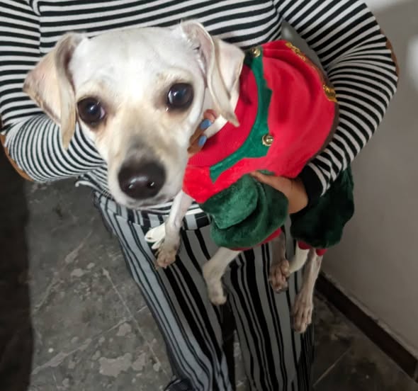 Foto del avistamiento de perro