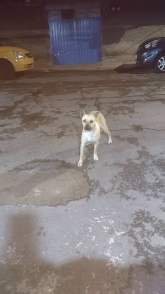 Foto del avistamiento de perro