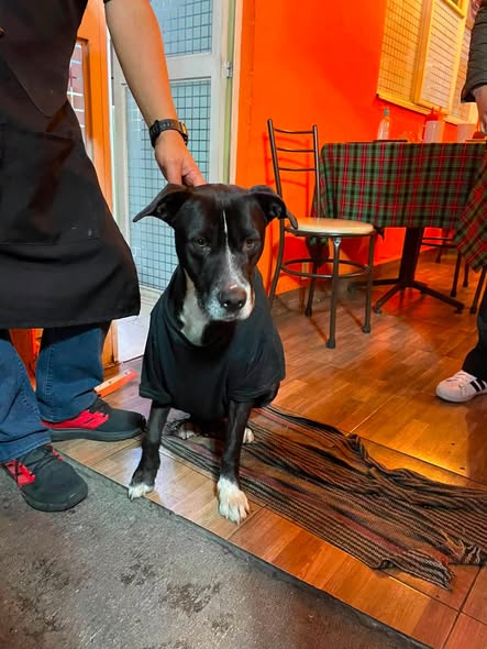 Dog sighting photo
