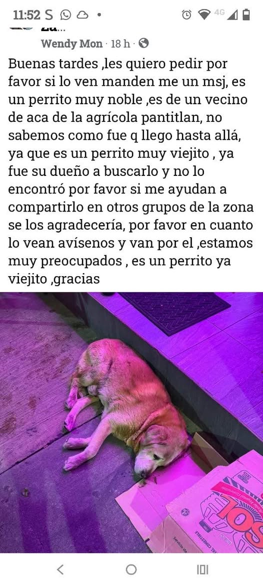 Foto del avistamiento de perro