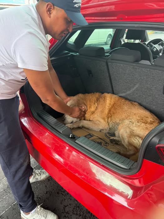 Foto del avistamiento de perro