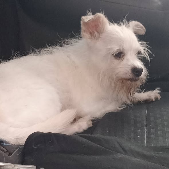 Foto del avistamiento de perro