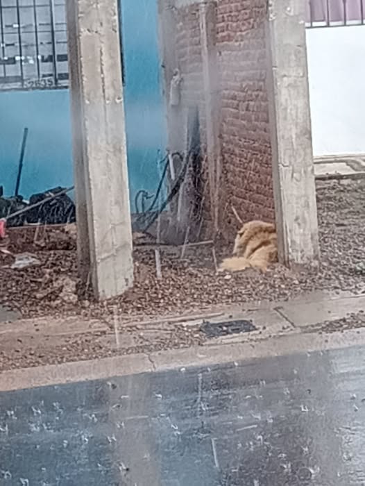 Foto del avistamiento de perro