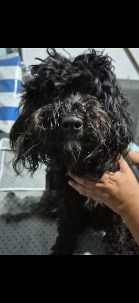 Foto del avistamiento de perro