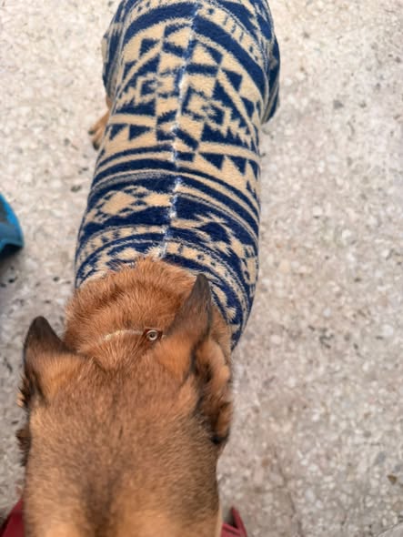 Dog sighting photo