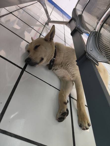 Foto del avistamiento de perro