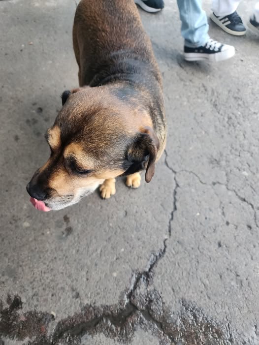Dog sighting photo