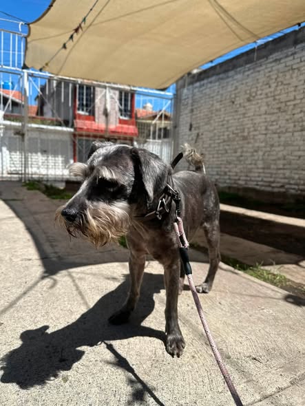 Foto del avistamiento de perro