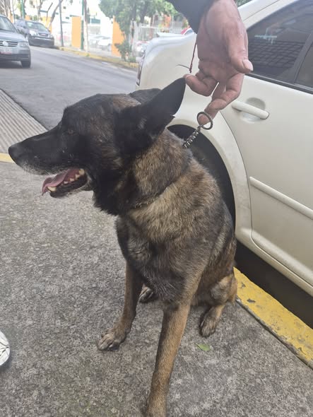 Foto del avistamiento de perro