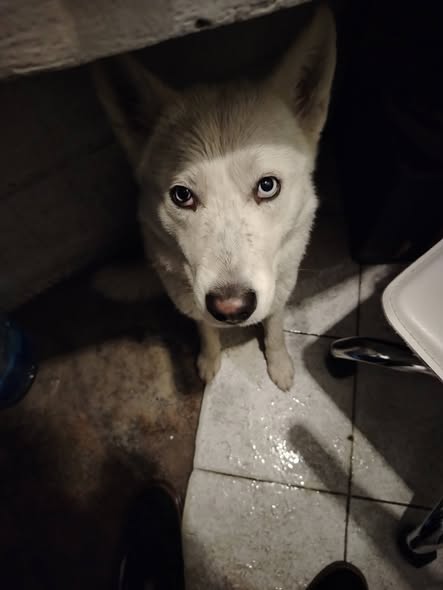 Dog sighting photo