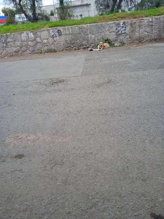 Foto del avistamiento de perro