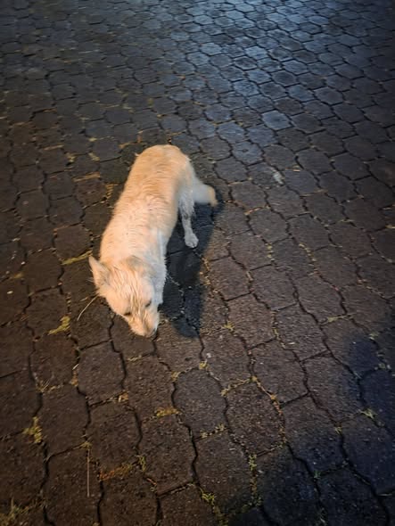 Dog sighting photo