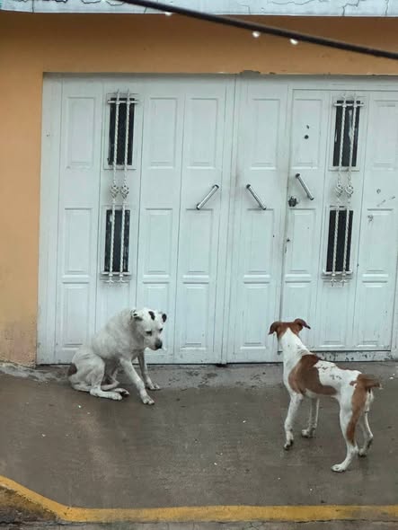 Foto del avistamiento de perro