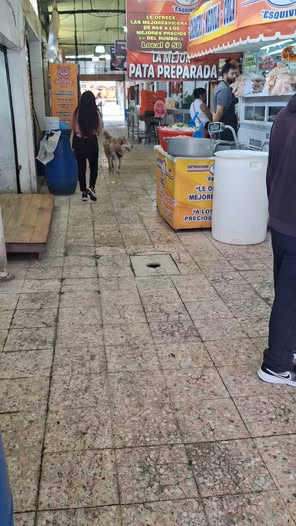 Dog sighting photo
