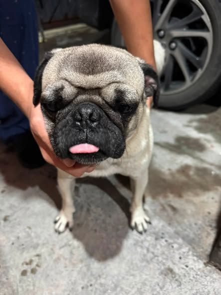 Foto del avistamiento de perro