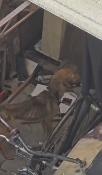 Foto del avistamiento de perro