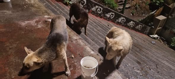 Foto del avistamiento de perro