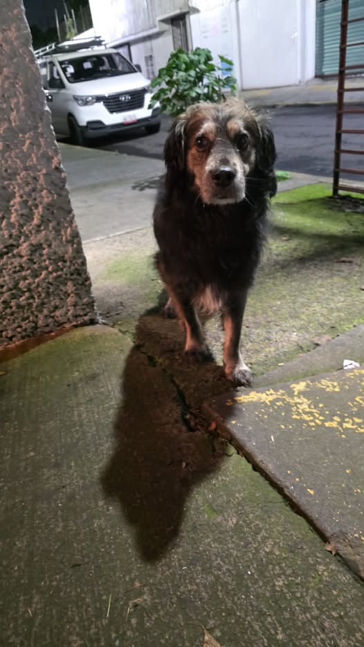 Dog sighting photo