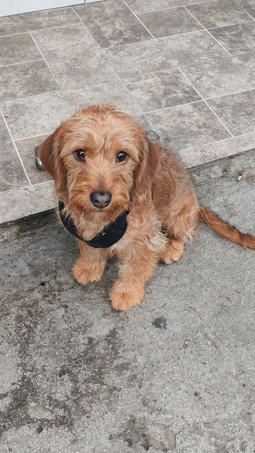 Foto del avistamiento de perro