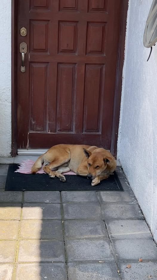 Dog sighting photo