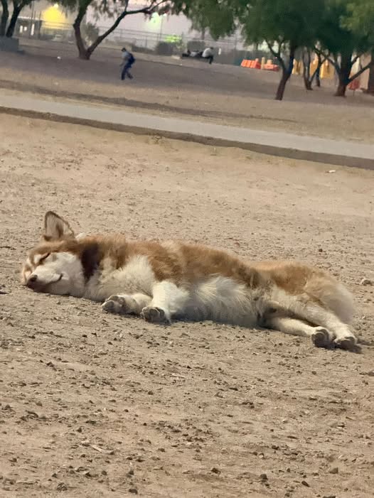 Foto del avistamiento de perro