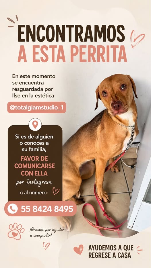 Foto del avistamiento de perro