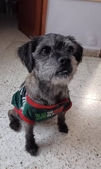 Foto del avistamiento de perro